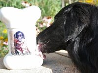 MACsMunchies  Mac licking the cookie jar!