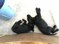 Slider Benji 9 weeks  Slider and Benji: Baby brothers napping