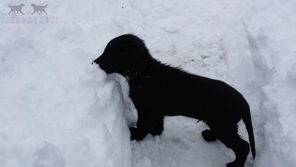 Slider puppy_Snow inspector