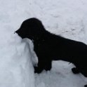 Slider puppy_Snow inspector